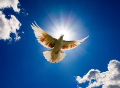 soaring dove